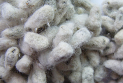 Cottonseed  Made in Korea